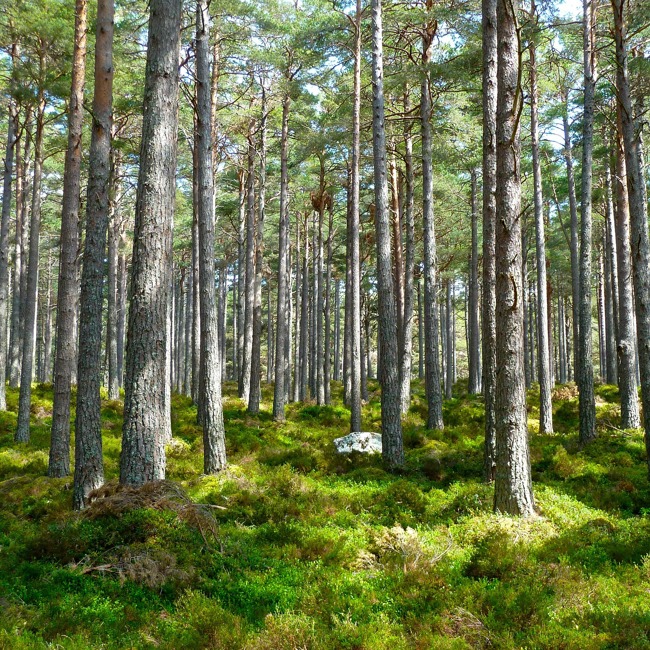 Galloway Forest Park | Discover Dumfries Campus at UWS | University of the West of Scotland